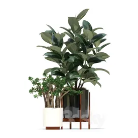 Plants collection modernica pots